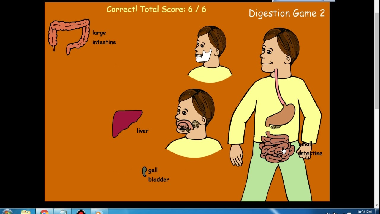 The digestive system