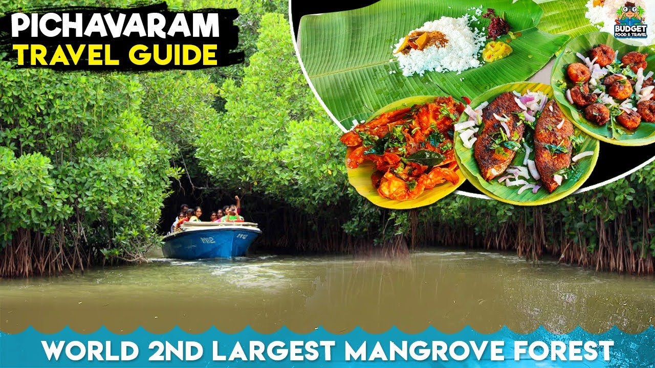 உலகின் இரண்டாவது பெரிய சதுப்புநில காடு | pichavaram chidambaram | pichavaram budget trip  #boating