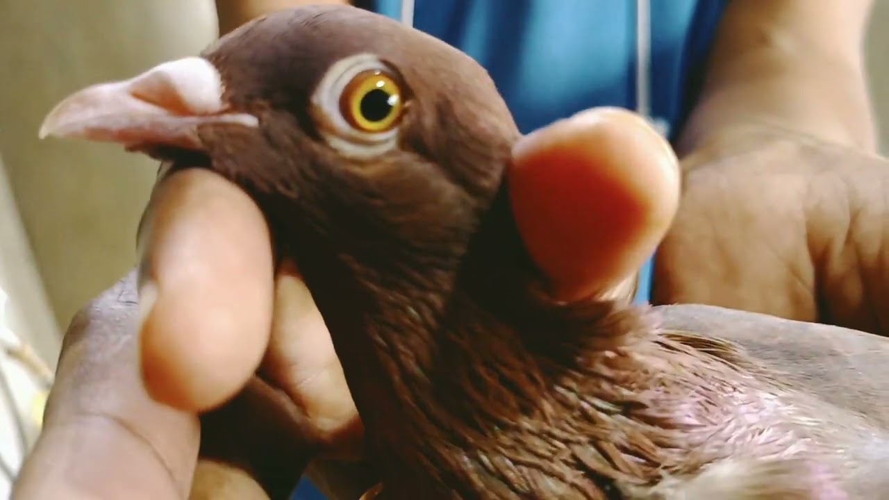 Nishavre Tamda Kabutar #highflyingpigeons #kabutarstatus #rampuri_pigeons #pigeons #mumbaipigeon