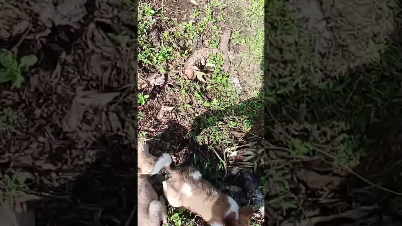 My farm animals, gone on the green fields with me together with my doggies.#farmanimals#greenfield