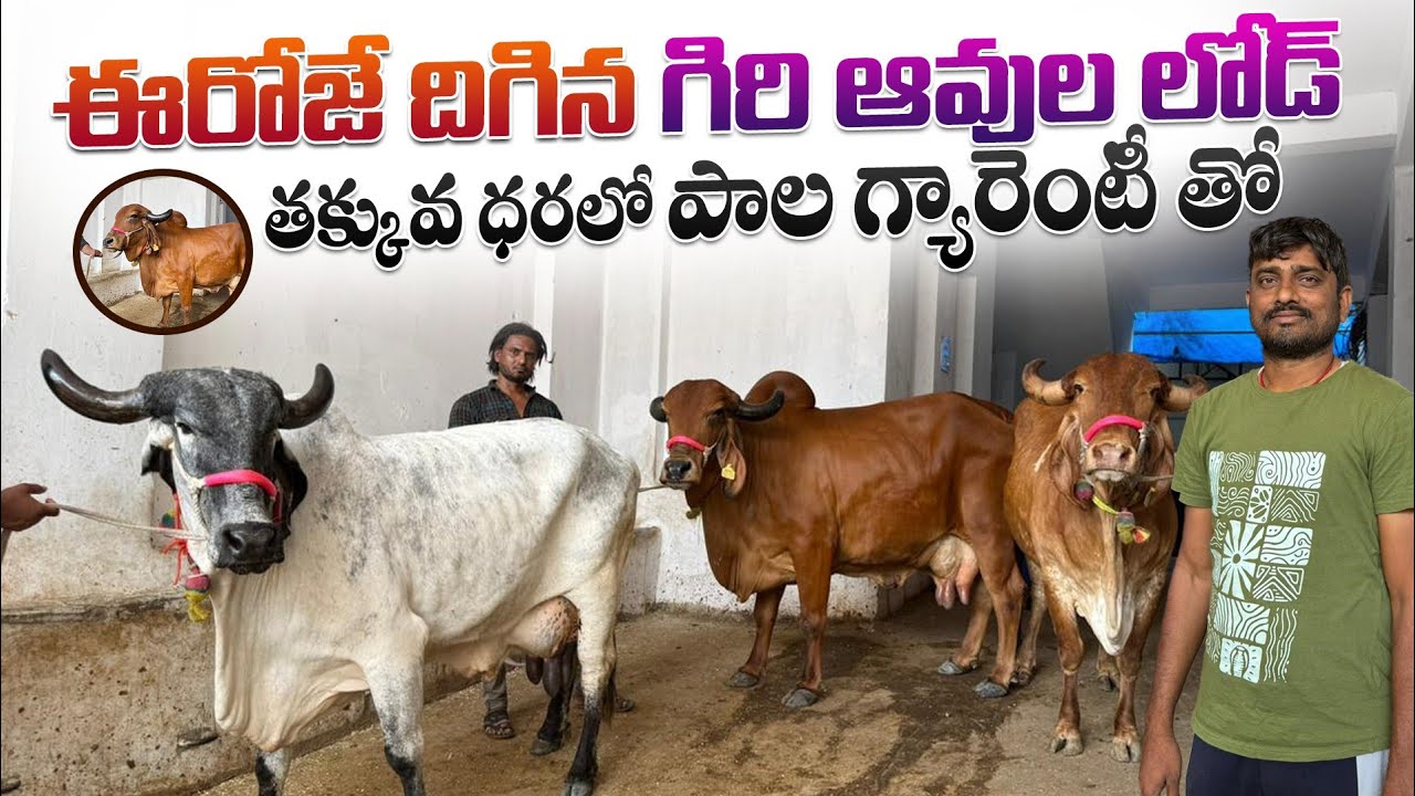 ఈరోజే దిగిన గిరి ఆవుల లోడ్ | తక్కువ ధరలో పాల గ్యారంటీ తో | Quality gir cows 