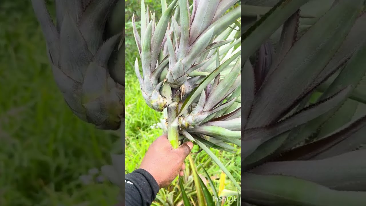Arando a terra pro plantio de #abacaxi #roça 