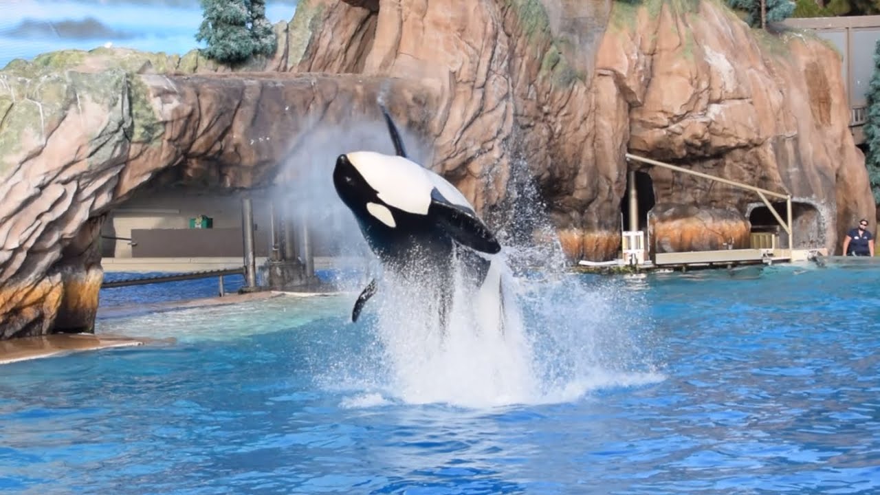 Ulises, Shouka, Kalia & Keet, Orkid, Makani Orca Encounter at Seaworld San Diego June 12, 2024 6PM