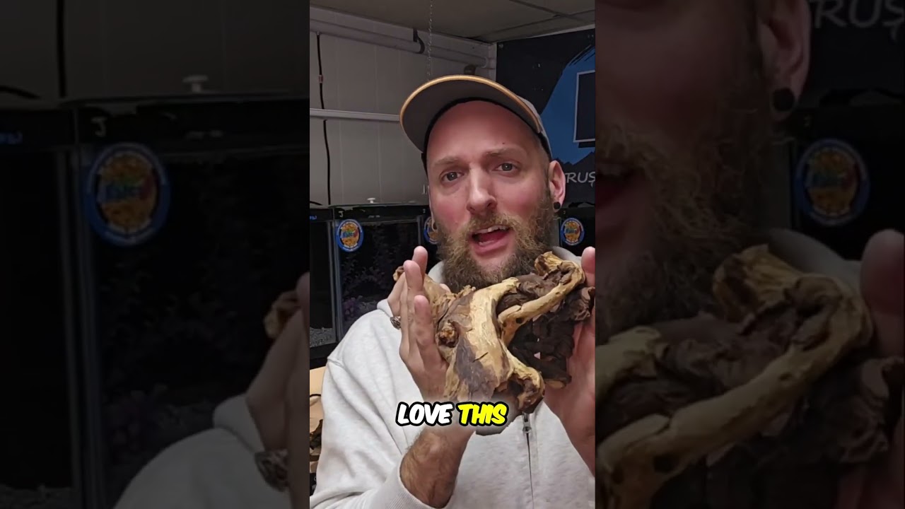 How to Remove Tannins from Driftwood Aquarium Water
