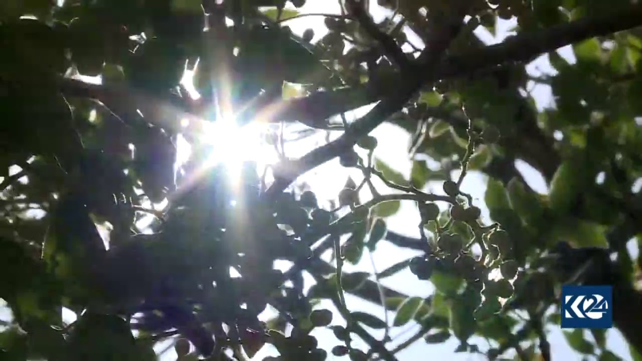 نەخشاندنی قەزوان
