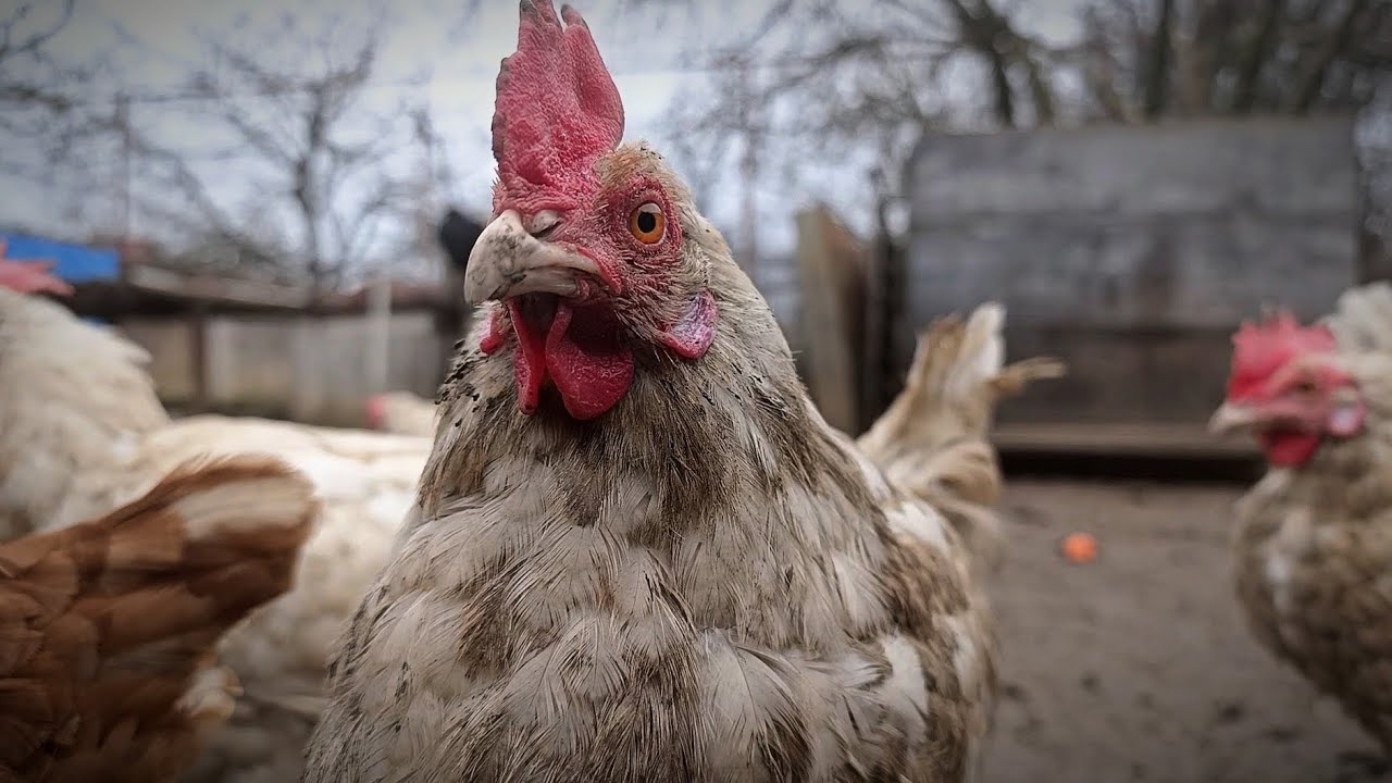Close-Up Farm Life — Beautiful Chickens 🐔✨