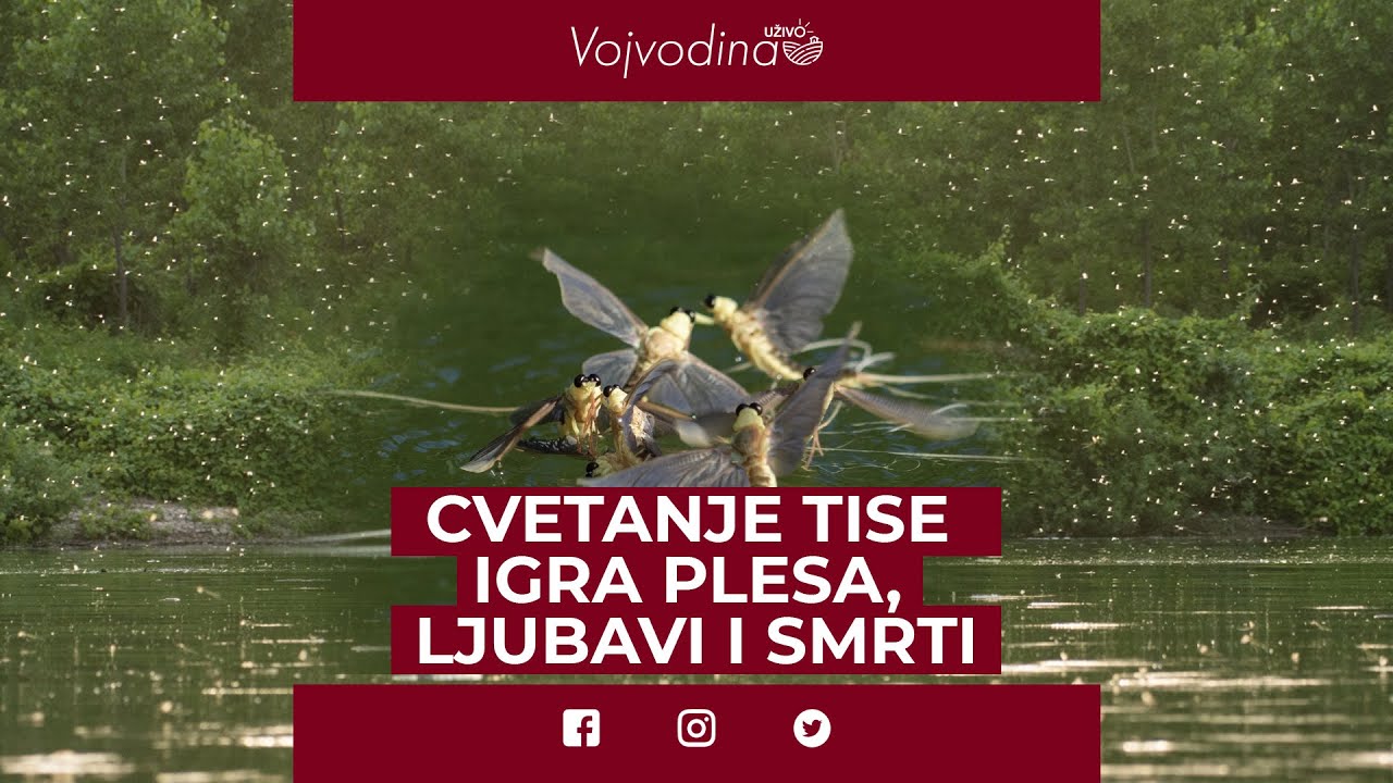 Cvetanje Tise - Igra plesa, ljubavi i smrti @VojvodinaUzivo