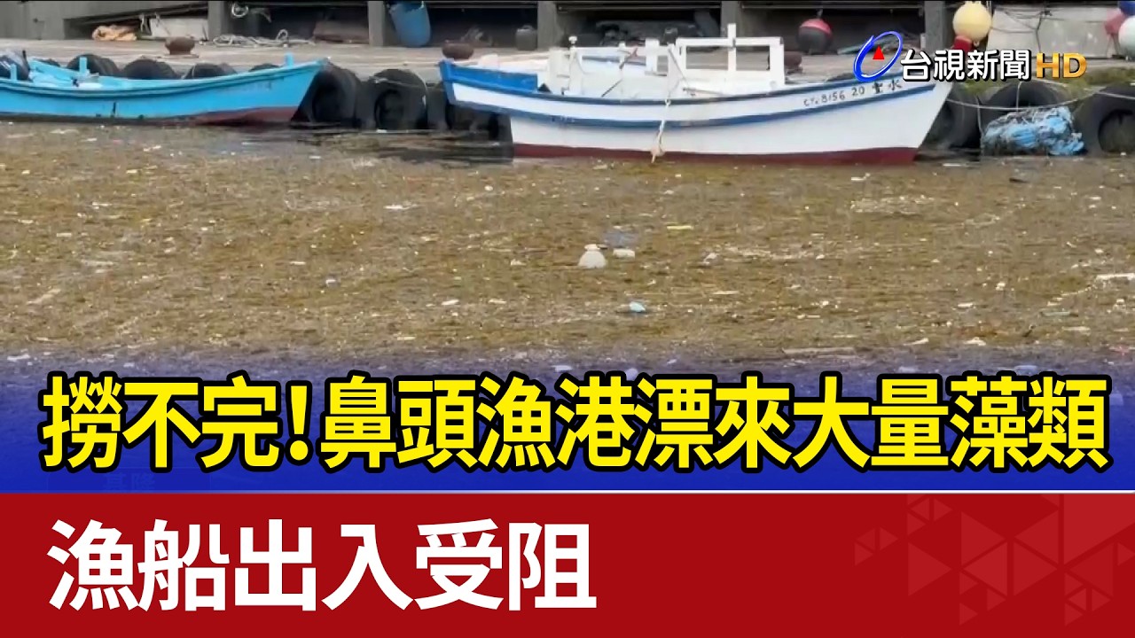 撈不完！鼻頭漁港漂來大量藻類 漁船出入受阻
