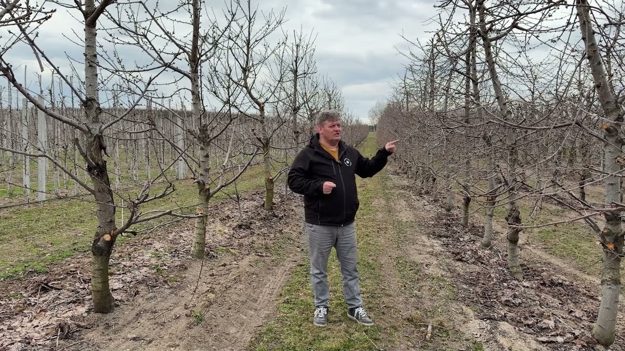 Czereśnie - pierwsze zabiegi, Zbigniew Marek, 03.04.2026