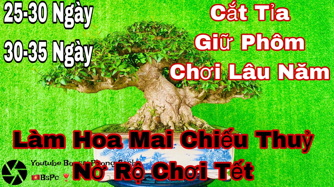 Làm hoa Mai Chiếu Thủy Nở Rộ - cách làm hoa cho mai chiếu thủy nỡ rộ chơi tết