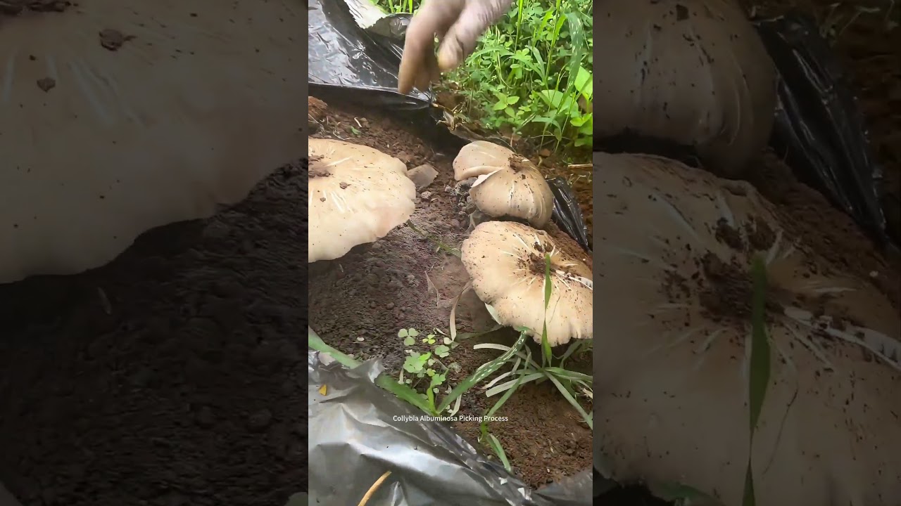 Satisfying Process Of Picking Mushroom !