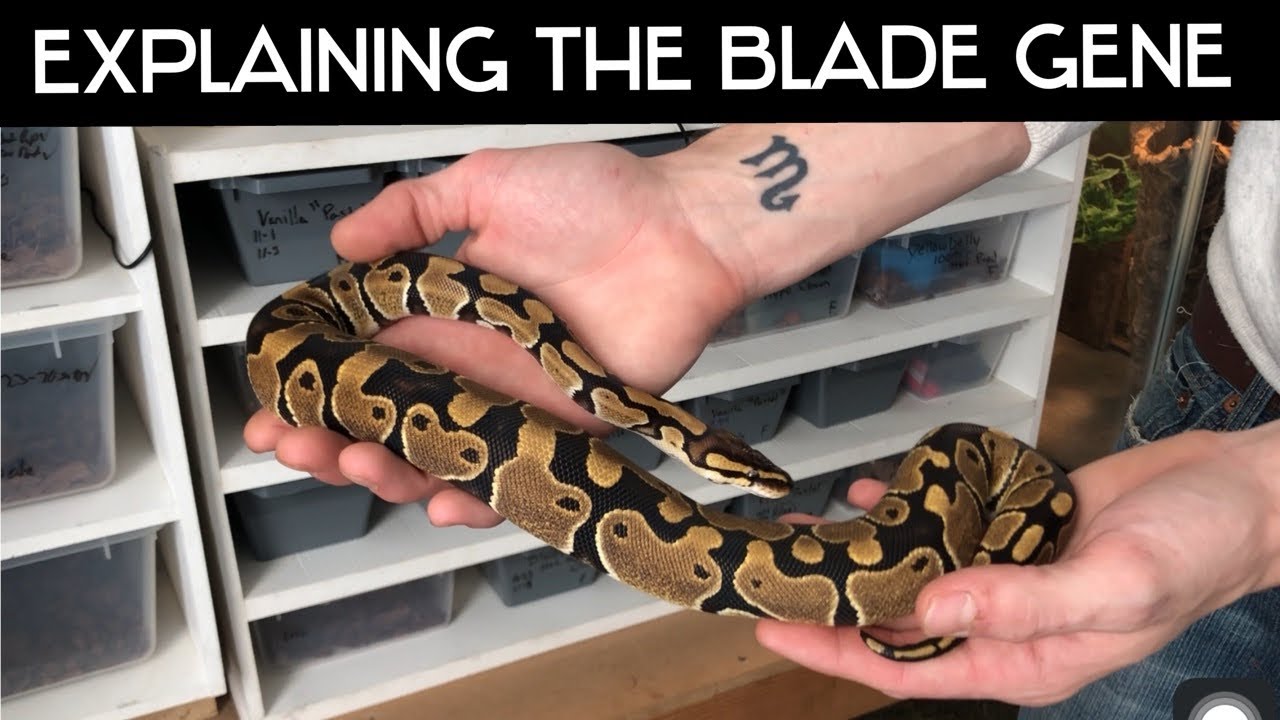 Blade VS. Normal ( Spotting the difference & what to look for )