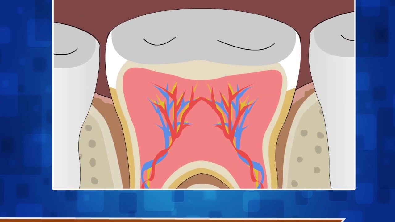 Structure of Tooth - Science Class 4