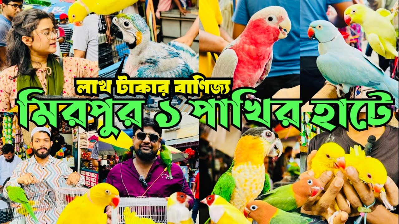 লাখ লাখ টা'কার বাণিজ্য হচ্ছে মিরপুর ১ পাখির হাটে | Mirpur 1 Pakhir Hat @MurshedPets #viral