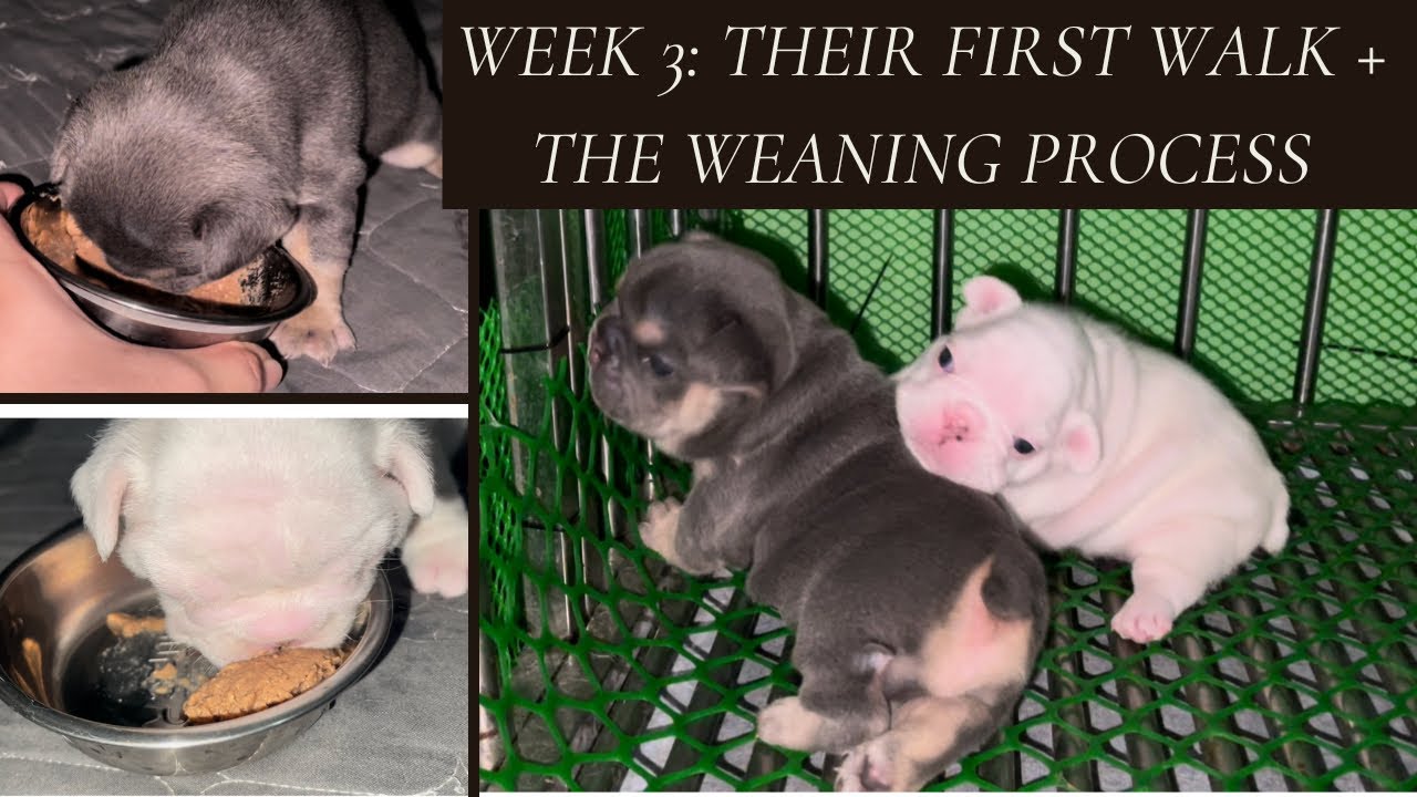 WEEK 3: THEIR FIRST WALK🥹 + THE WEANING PROCESS (WE HAD TO WEAN THEM EARLY)
