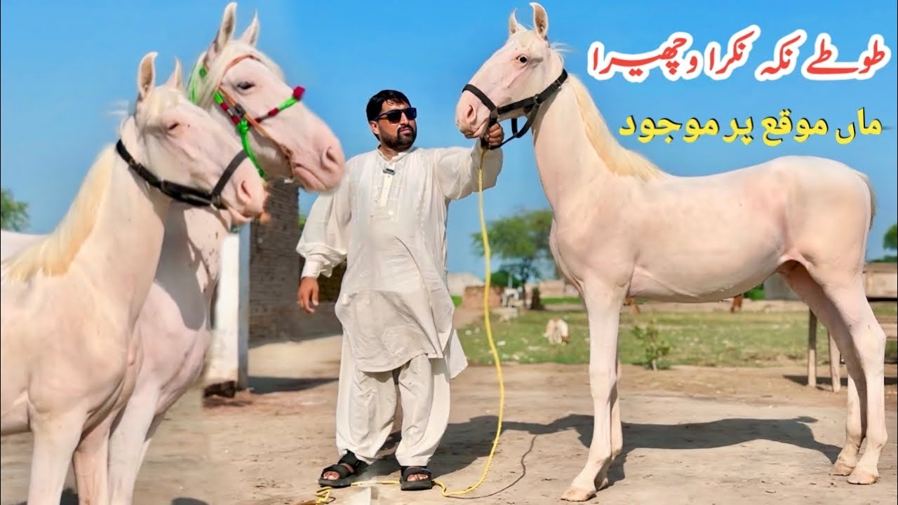 Toty Naka Desi Nukra Bachra For Sale | Pakistani Local Breed Goat | Beautiful Nukra Male Horse 