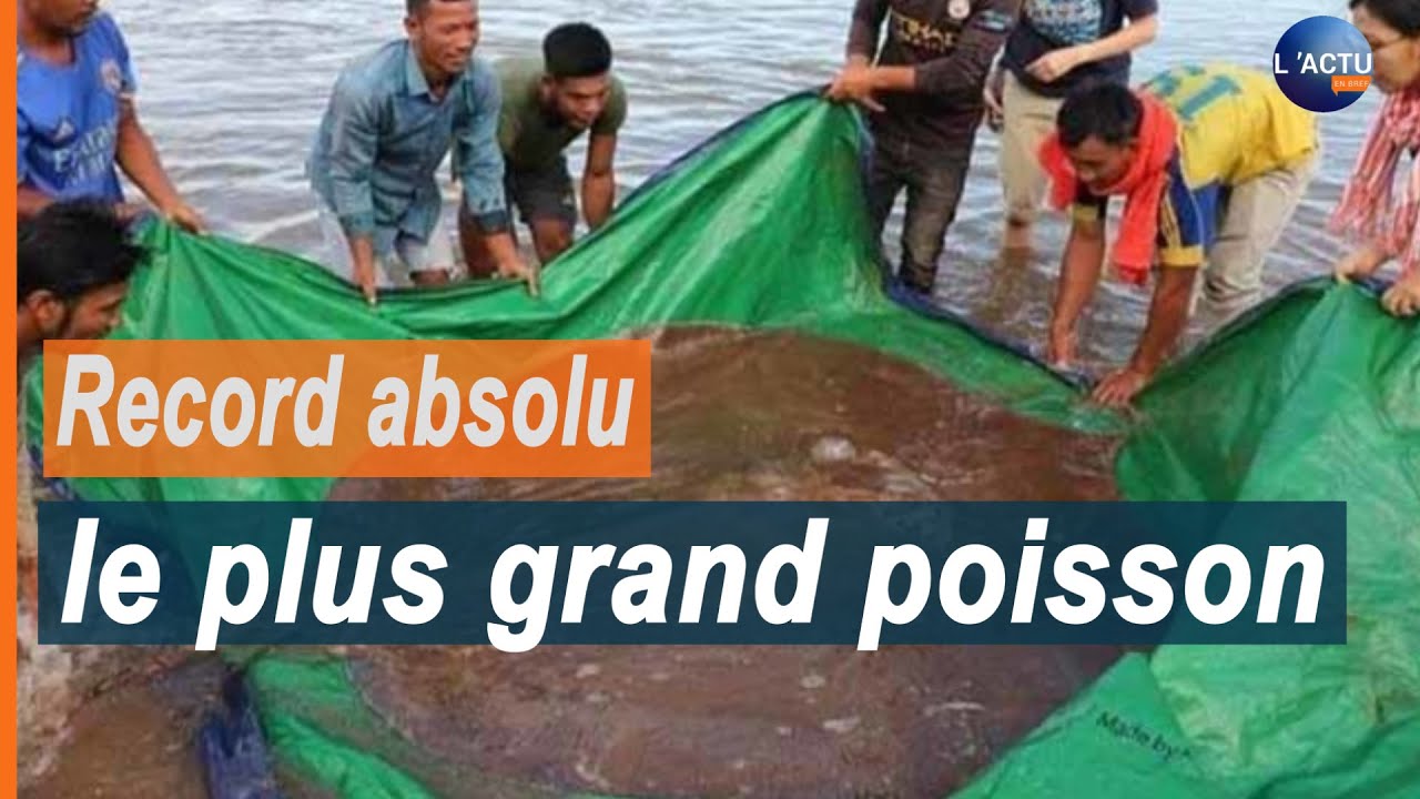 un homme p&ecirc;che le plus grand poisson d'eau douce du monde