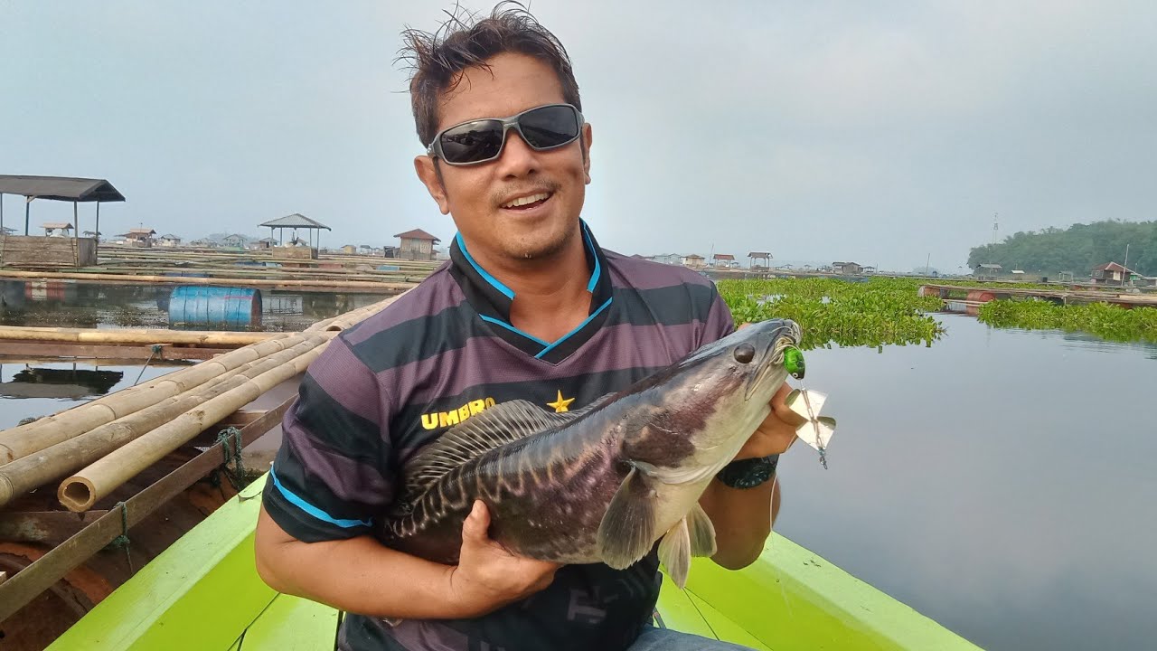 Strike Toman Cirata dengan Webelure Slashbait 17gram Double hook