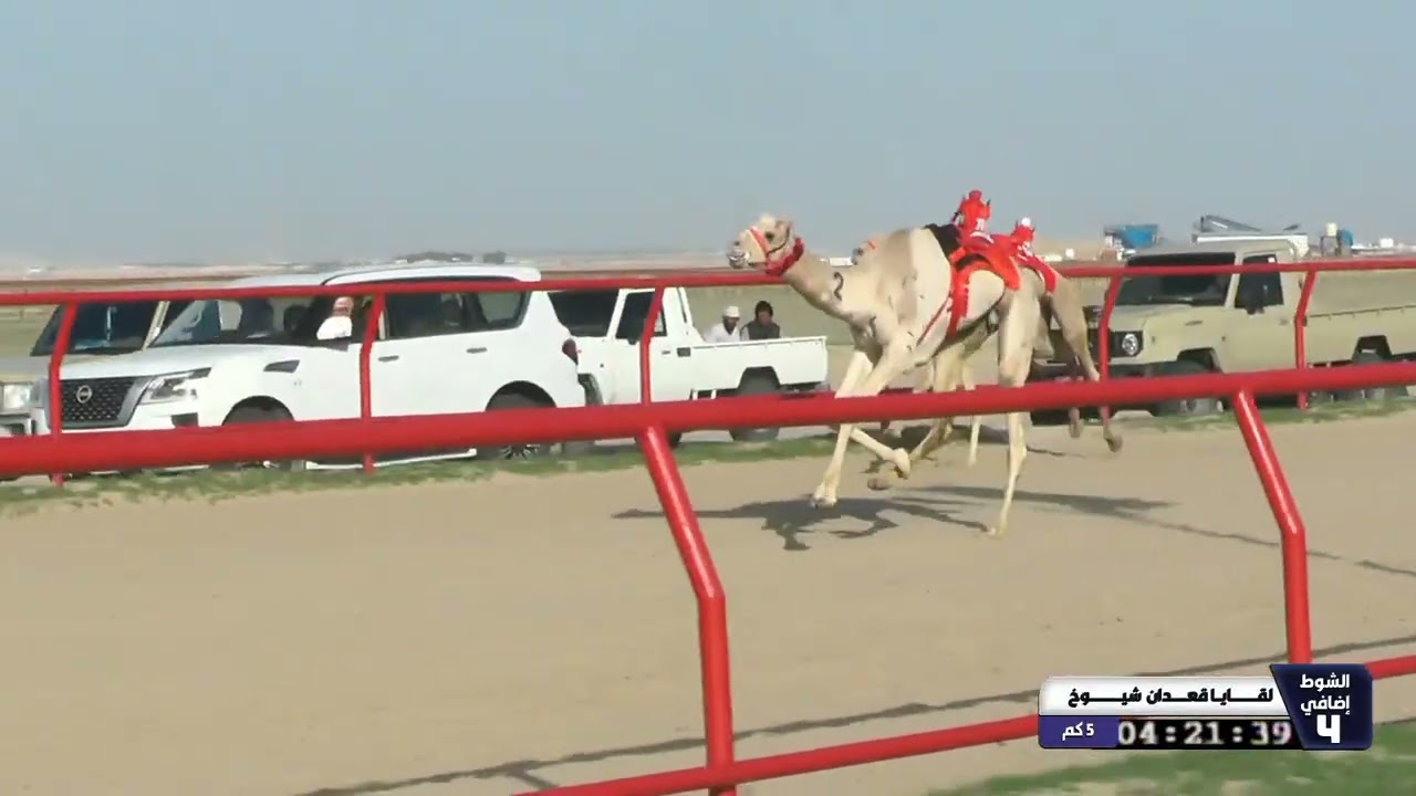 26 شوط إضافي رابع لقايا قعدان شيوخ الاحد 08 02 2026