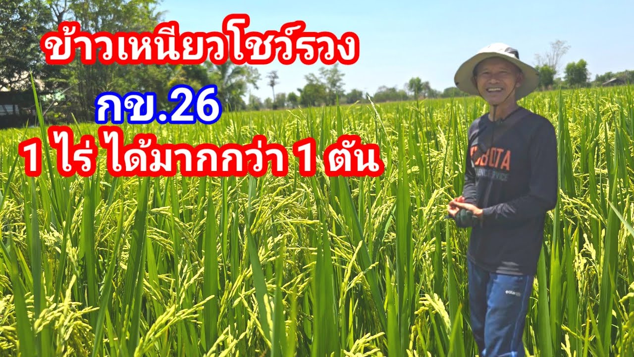 ข้าวเหนียวผลผลิตสูง!! สายพันธุ์ โชว์รวง 1 ไร่ ได้มากกว่า 1ตันคุ้มค่าการปลูก ปลูกน้อยก็พอกิน