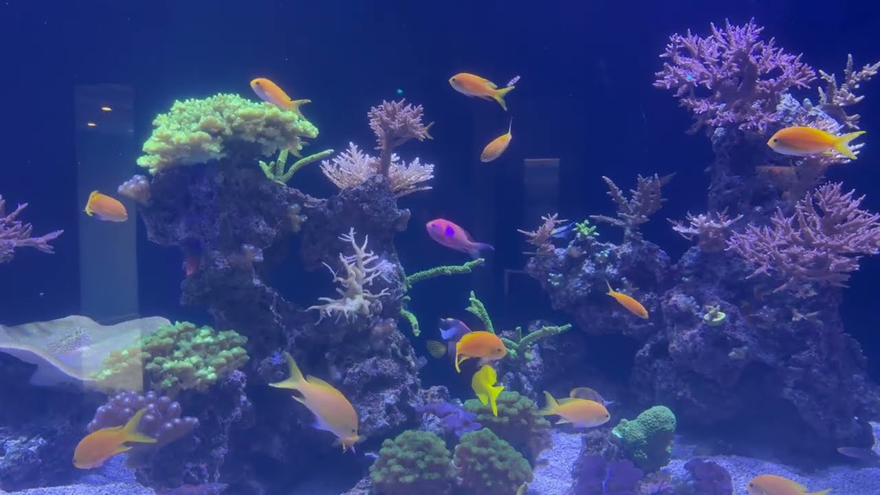 Museo oceanografico di Monaco - 12/02/2026
