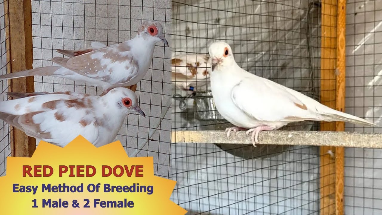 Red Pied Dove Low Cost Pairing Method