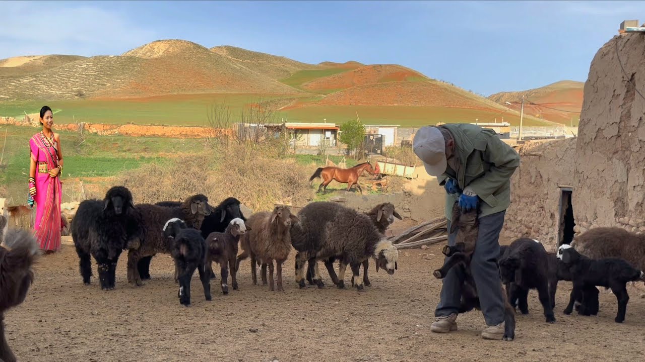 One Elder Man, Hundreds of Sheep to Protect | Life in Iran’s Mountains