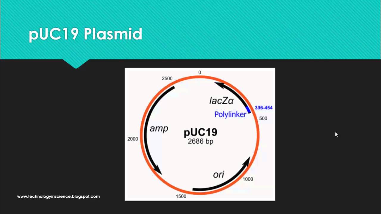 pUC19 Vector and its Features - Usefulness in Cloning