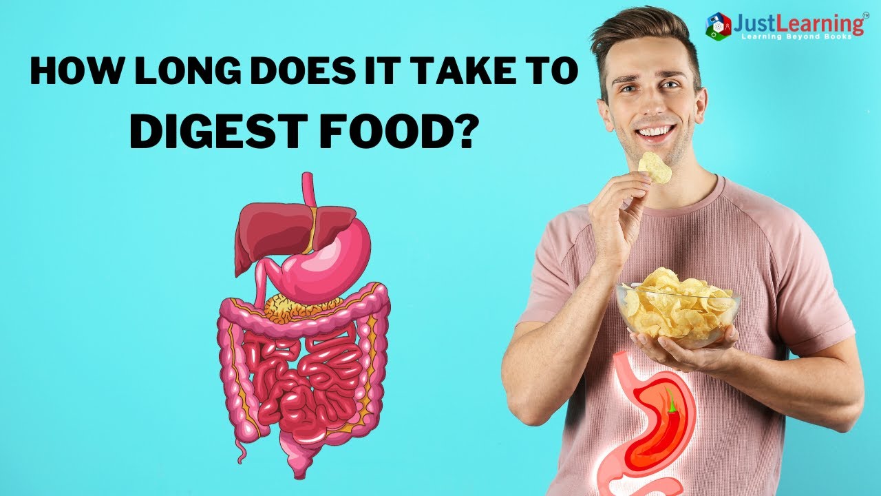 How Long Does It Take to Digest Food?