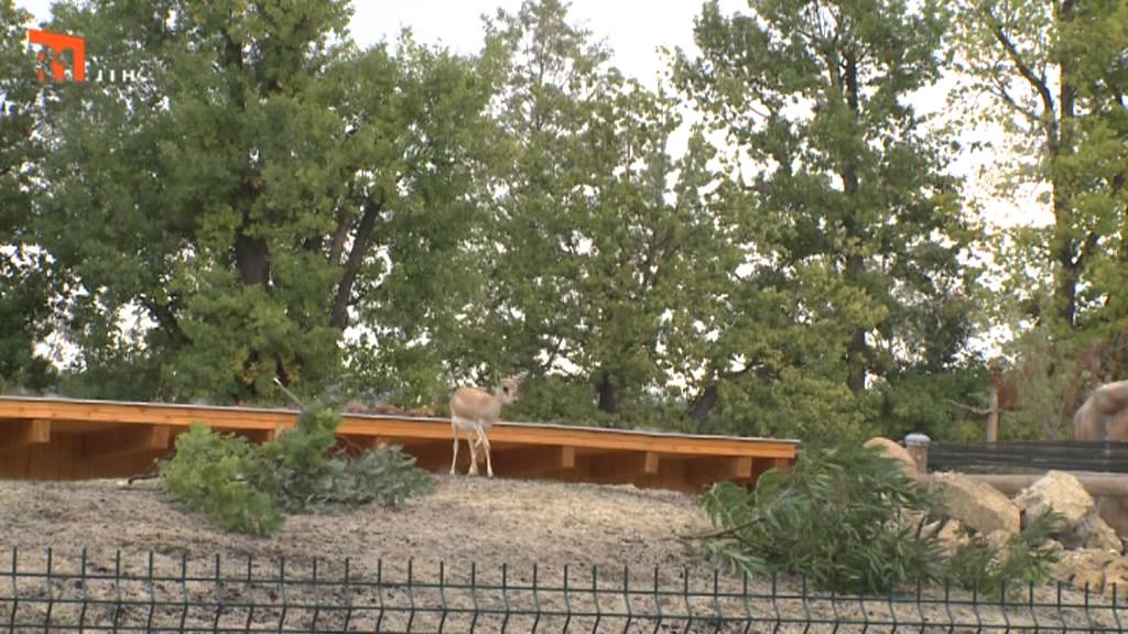 NA ŠPACÍRU - ZOO OHRADA - HLUBOKÁ NAD VLTAVOU