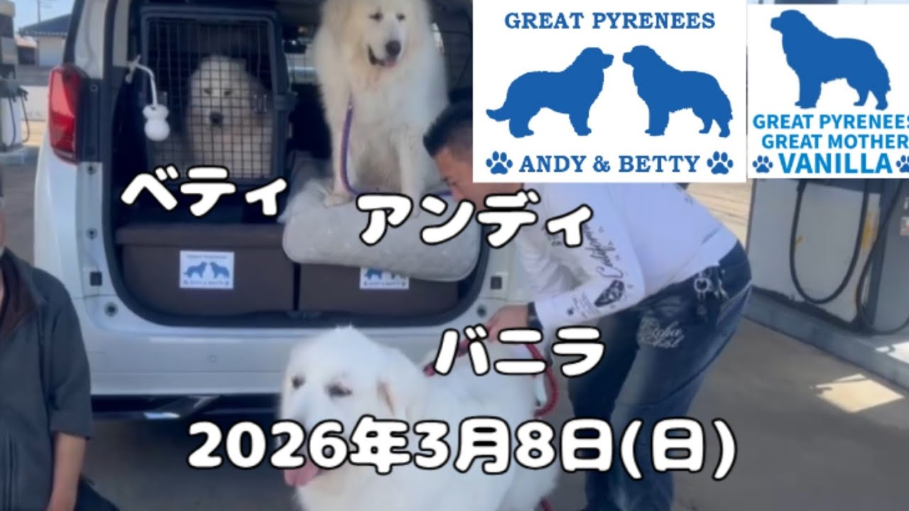 2026年3月8日(日)お友だちも一緒に里帰りのみんなです　#超大型犬 #dog #greatpyrenees  #いぬ #犬 グレートピレニーズ