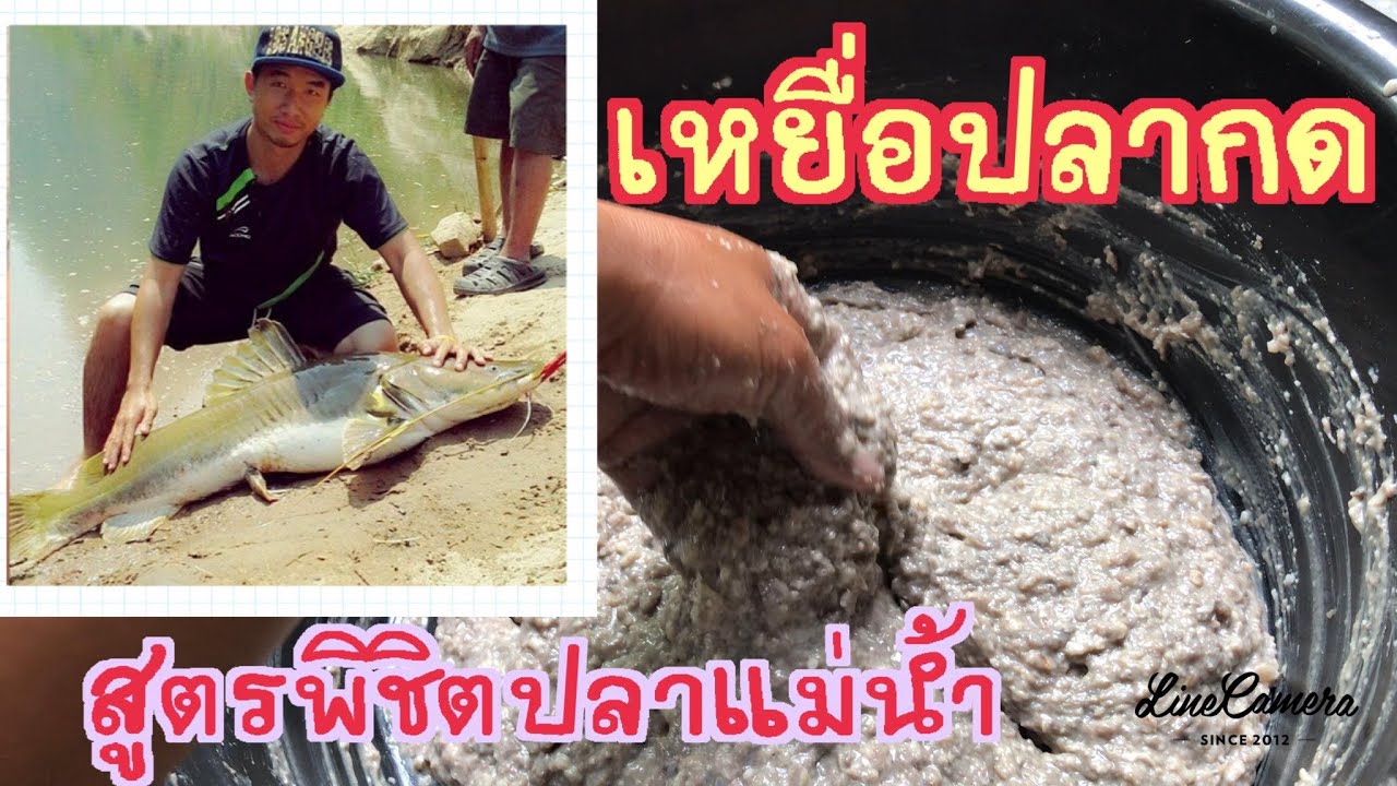 สูตรเหยื่อปลากด วิธีทำเหยื่อปลากด อ่อยและตกในตัว ตกแม่น้ำไหลแรงๆกลิ่นไม่หาย