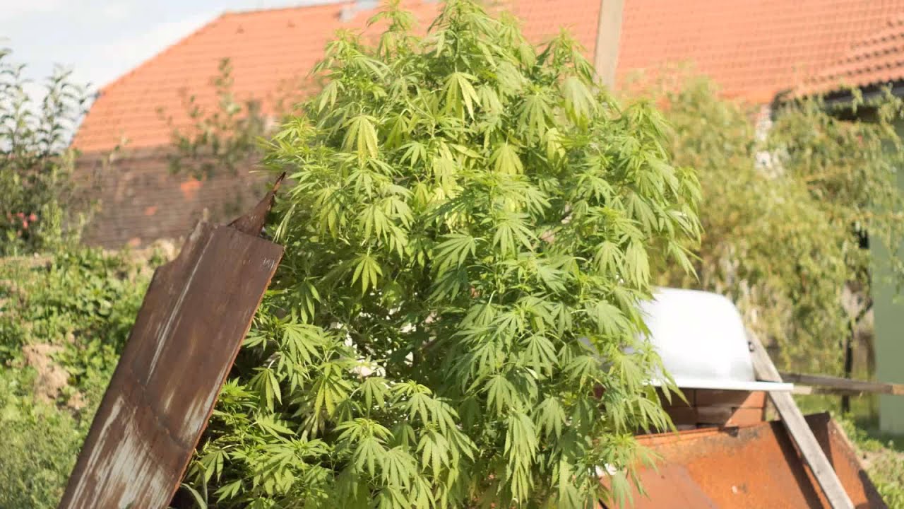 Amnesia Haze Time-lapse