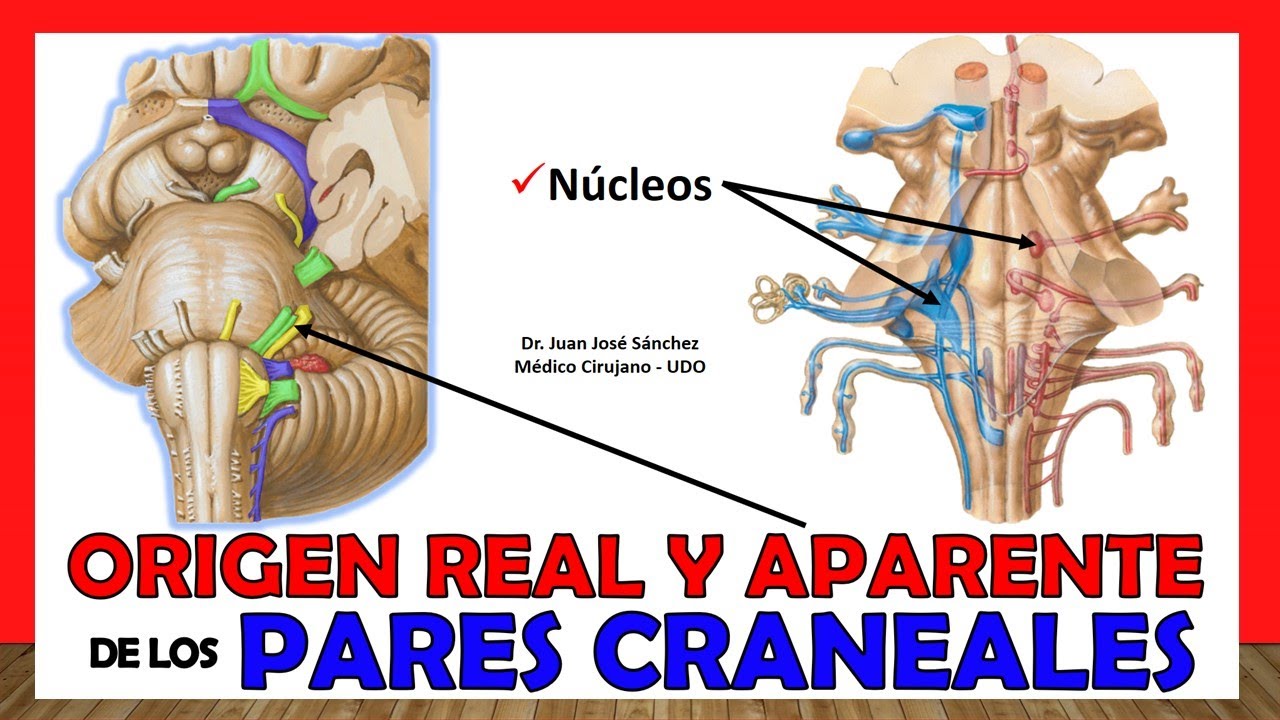 🥇 ORIGEN REAL Y APARENTE de los Pares Craneales - ¡Resumen en 20 minutos!