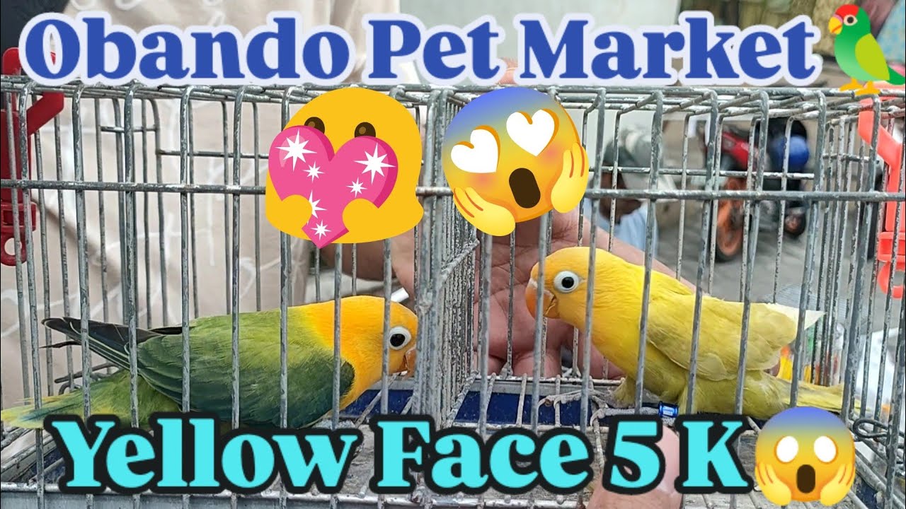 Vlog576 Lutino Opaline 1K Only Kay Boss Marvin Dito Obando Pet Market 🦜😱🦜