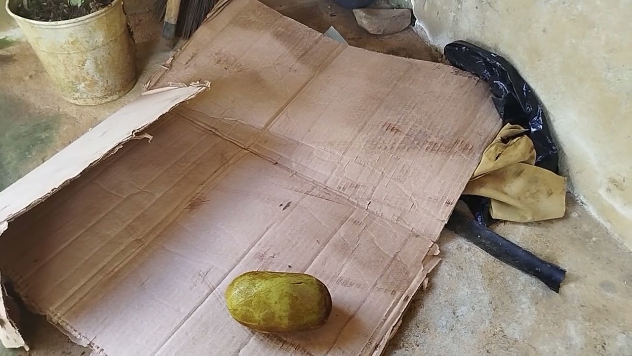 Fruta de rama conhecida na minha região como mucunã.