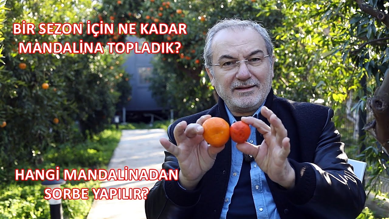 EFSANE LEZZETLERİN PEŞİNDE! : 2024 BODRUM MANDALİNA HASADI