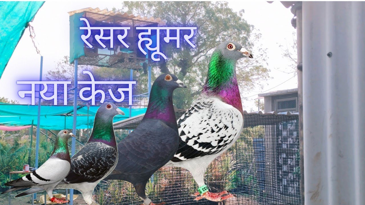 नए सेटअप की अपडेट्स//new loft//કબૂતર નું પાંજરુ 
