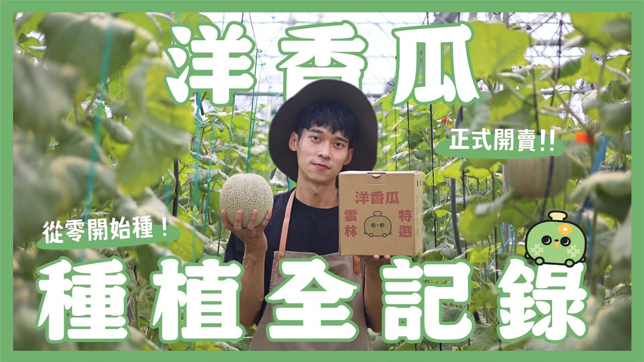 雲林地方青農的洋香瓜！從零開始種！日本品系阿露斯！也太難種？網紋怎麼來的？終於開賣好緊張！｜內內