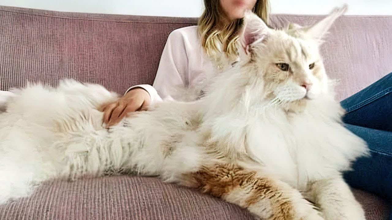 10 Unnormal große Katzenrassen!