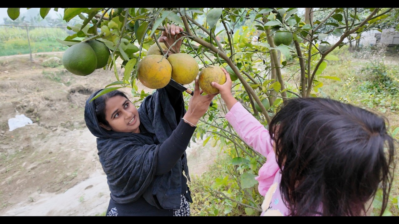 কমলা ছিঁড়তে গিয়ে শম্পা চিৎপটাং | Doyel Agro