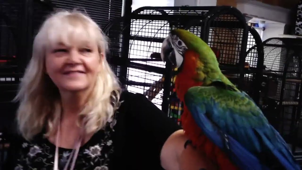 (a quick) Welcome To... Fancy Feathers - Exotic Birds