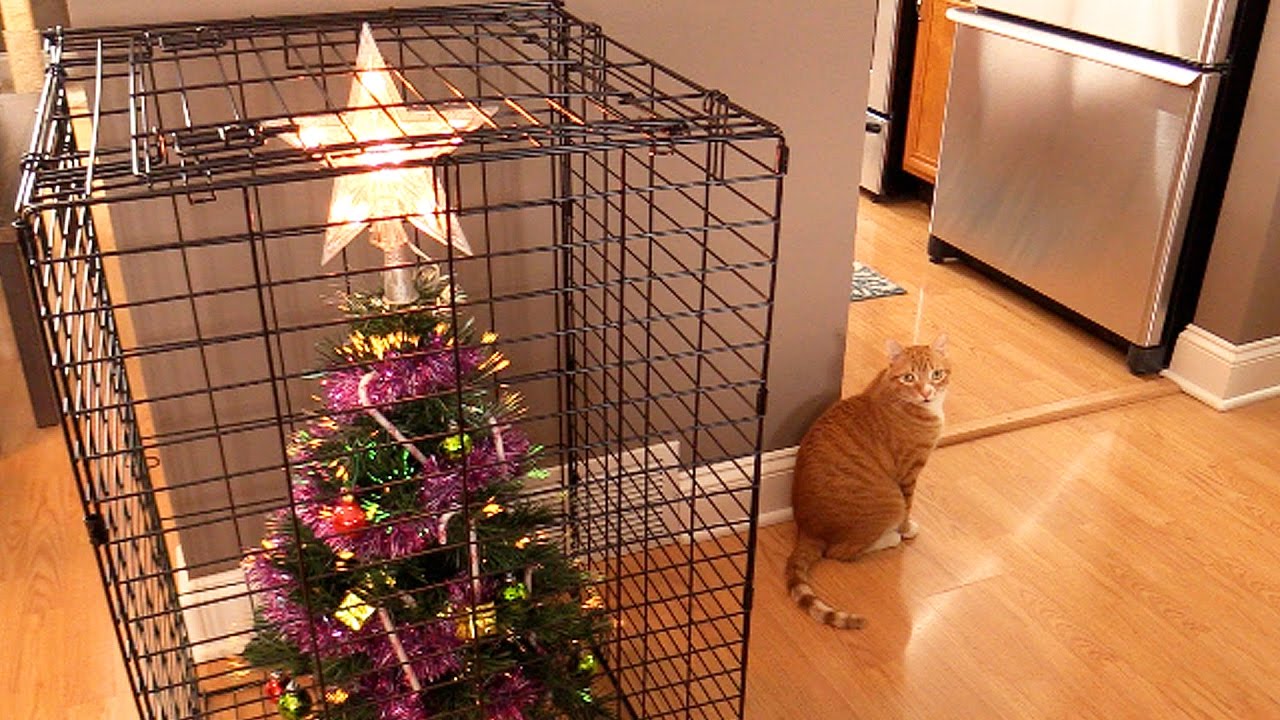10 Ways To Survive Christmas With Cats!