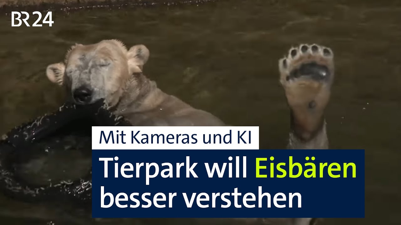 KI beobachtet Eisbären im Nürnberger Tiergarten | BR24