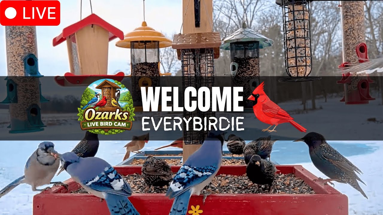 🔴 LIVE Ozark Birds | Peaceful Bird Feeder Cam &bull; Live Nature Sounds