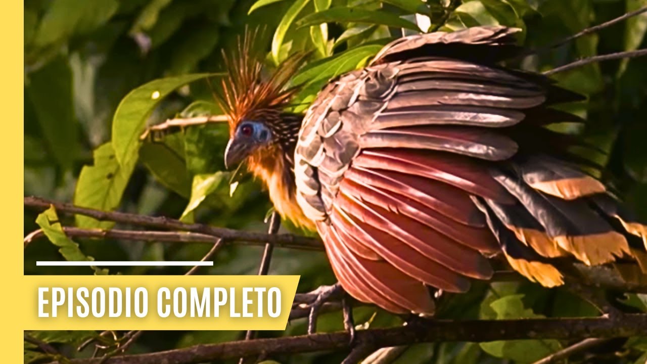 Deltas del mundo - Amazonas - místicos y diversos | Episodio Completo