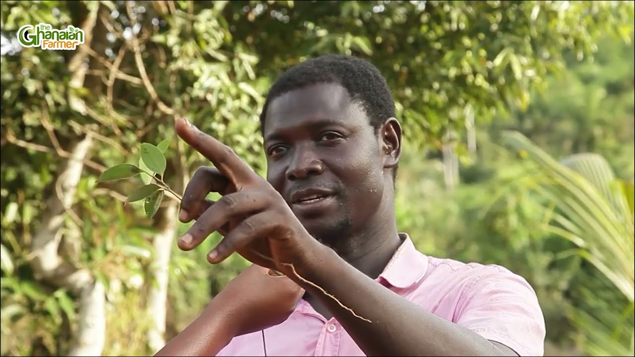 From The Classroom To Being A Farmer | Growing Cinnamon Trees Gives Me Stable Income. Watch Now