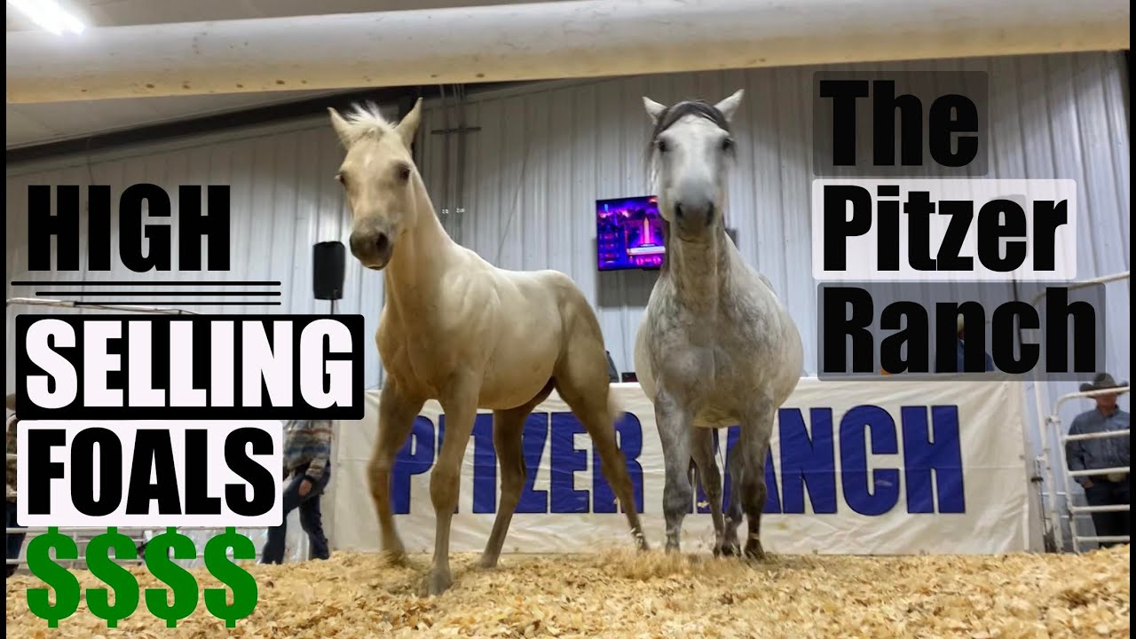 TWO DAY SALE | THE PITZER RANCH FALL SALE 2022