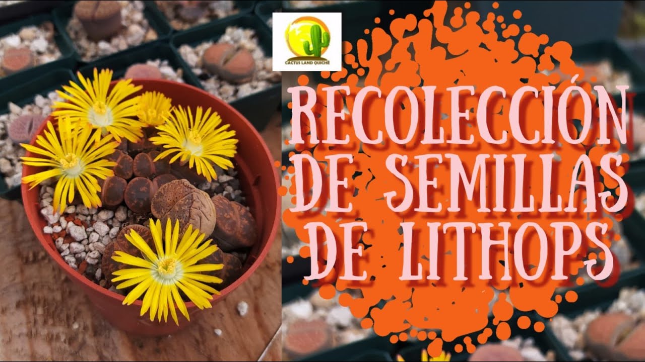 Recolección de semillas de LITHOPS, piedras vivas CACTUS LAS QUICHE #cactus #lithos #piedrasvivas