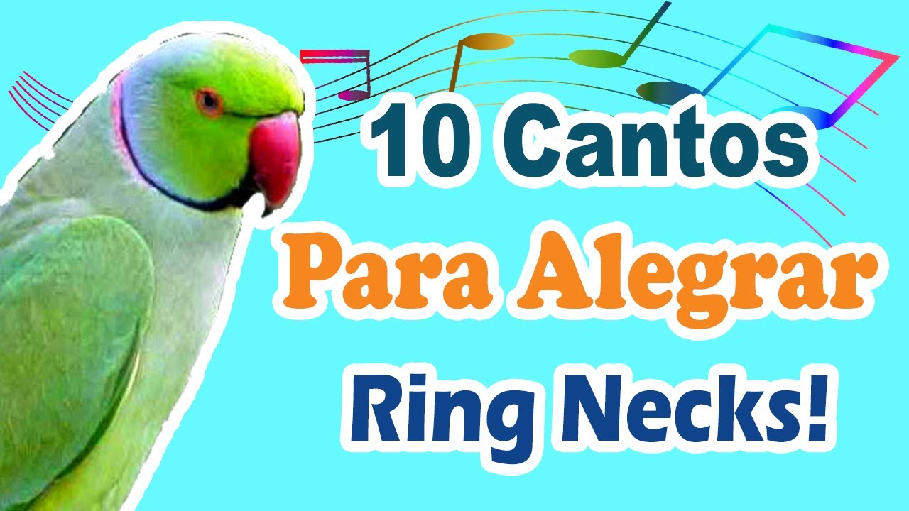 10 assobios para alegrar ring neck - cantos para alegrar ring necks - cantos deixar ring neck feliz